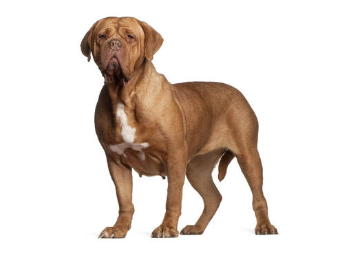 Dogue de Bordeaux Dog Breed Information Purina
